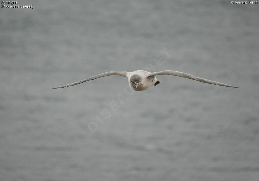 Grey Petrel