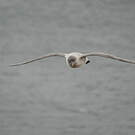 Puffin gris