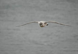 Grey Petrel