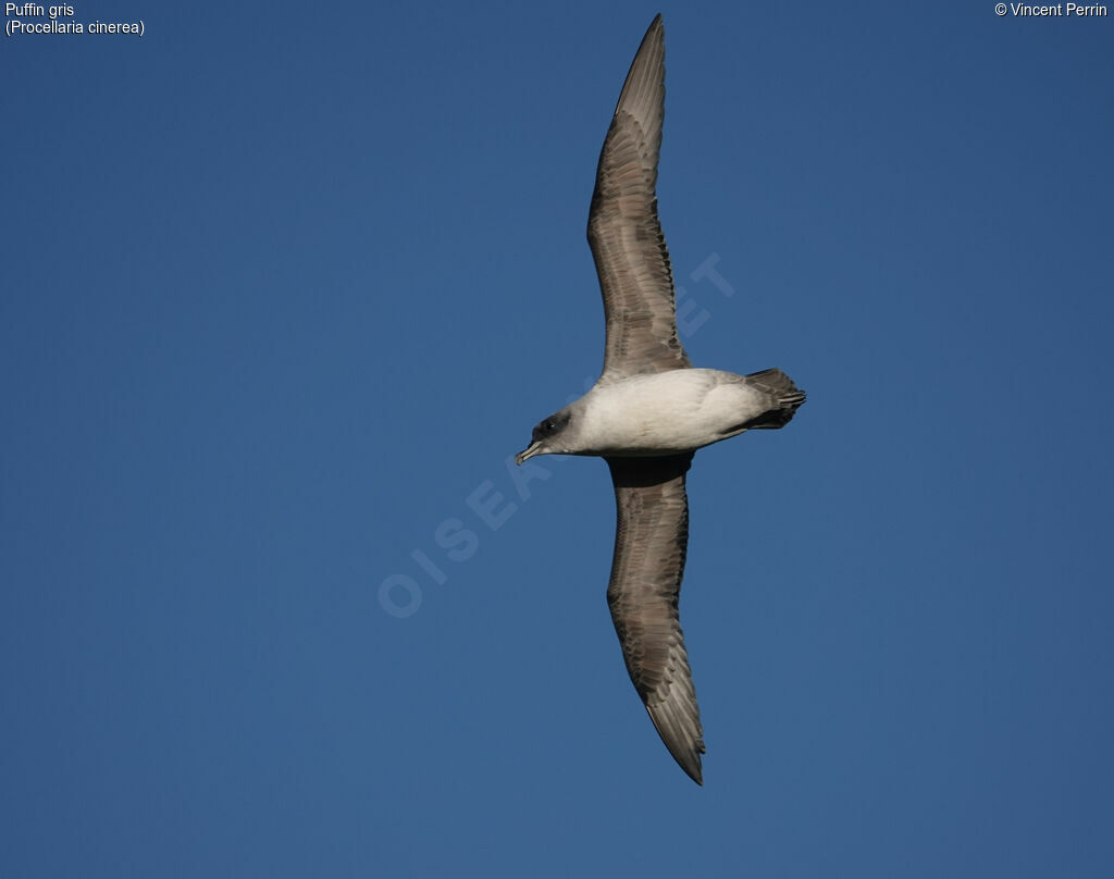 Grey Petrel