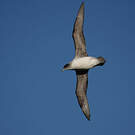 Puffin gris