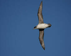 Grey Petrel