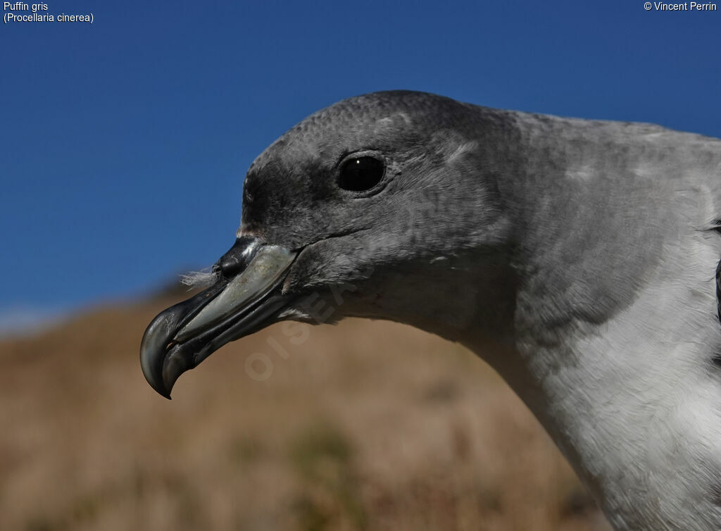 Puffin gris, Nidification