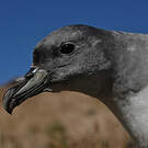 Puffin gris