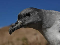 Grey Petrel