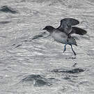 Puffinure plongeur