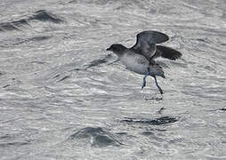 Common Diving Petrel