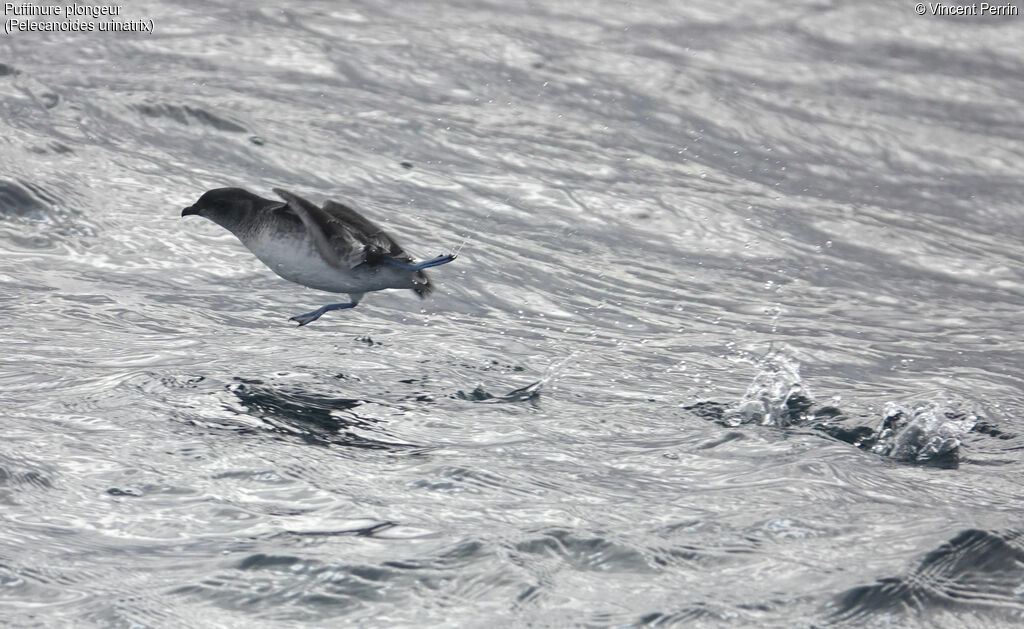 Common Diving Petrel