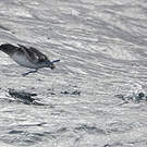Puffinure plongeur