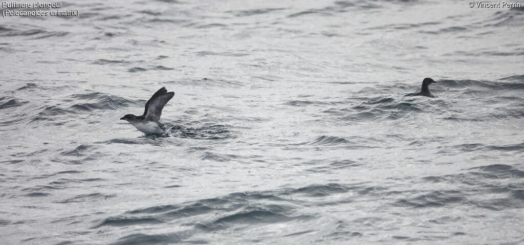 Common Diving Petrel