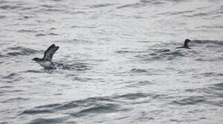 Common Diving Petrel