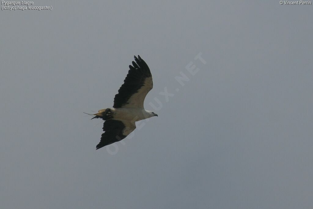 White-bellied Sea Eagle