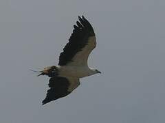 White-bellied Sea Eagle