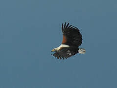 African Fish Eagle