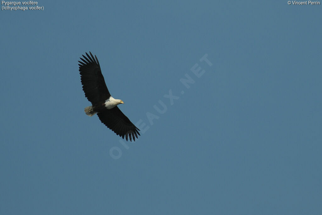 African Fish Eagle