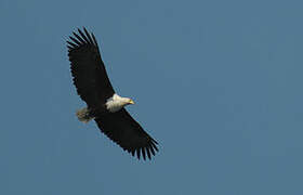 African Fish Eagle