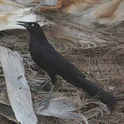 Great-tailed Grackle