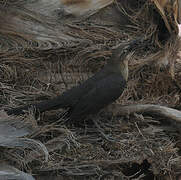 Great-tailed Grackle