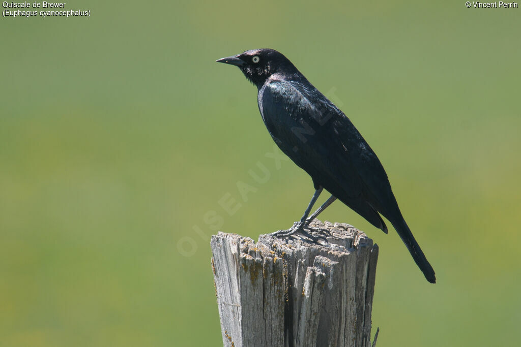 Brewer's Blackbird male adult