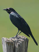 Brewer's Blackbird