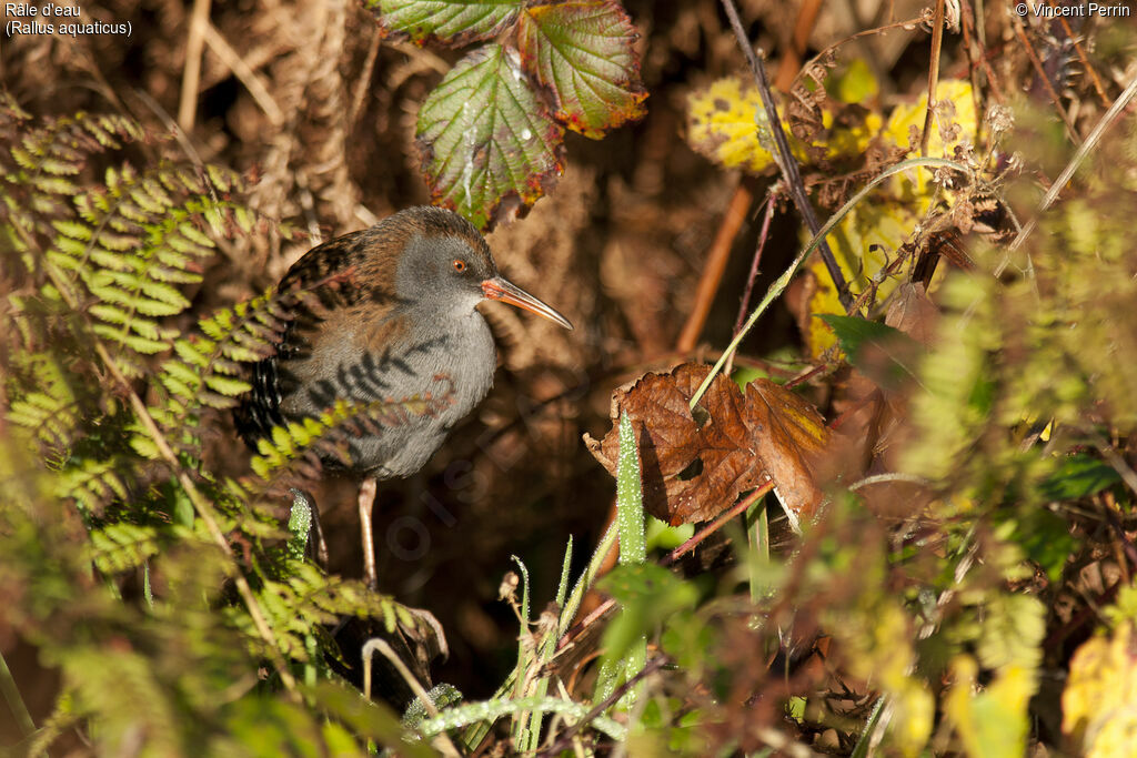 Water Rail