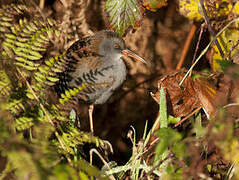 Water Rail