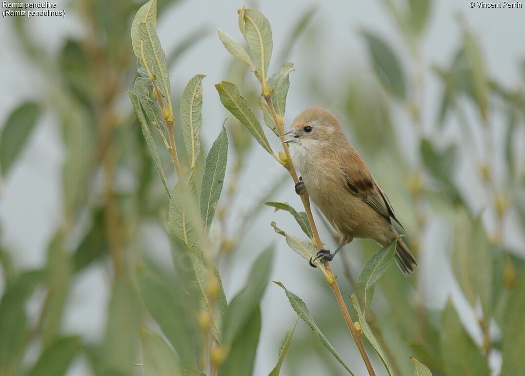 Rémiz penduline1ère année