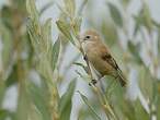 Rémiz penduline