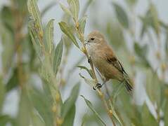 Eurasian Penduline Tit