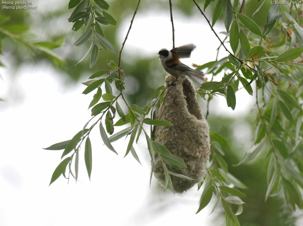 Rémiz penduline mâle adulte, Nidification