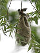 Rémiz penduline