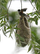 Eurasian Penduline Tit