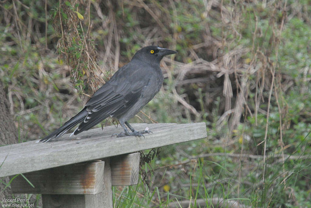 Réveilleur cendréadulte, identification