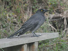 Grey Currawong