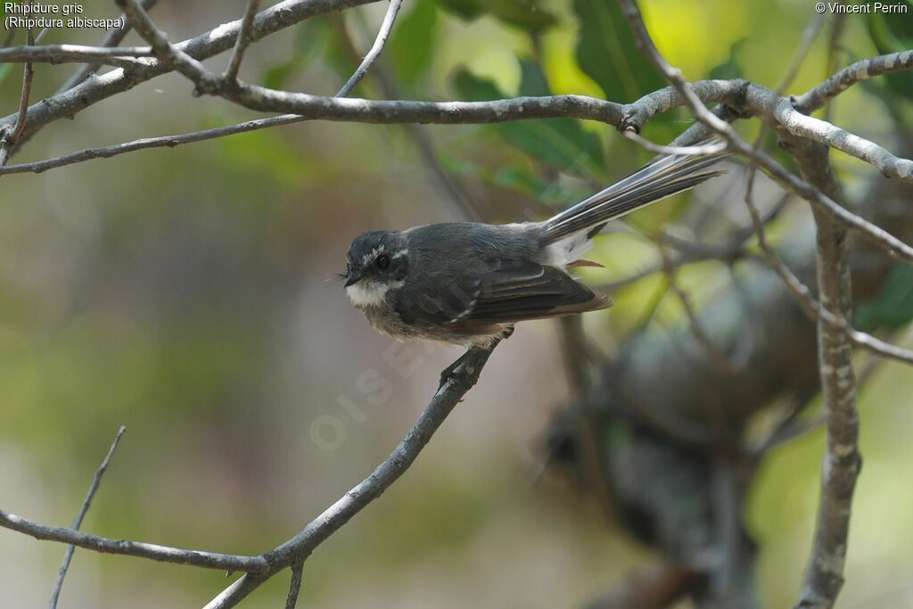 Grey Fantailjuvenile