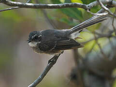 Grey Fantail