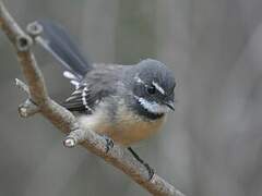 Grey Fantail