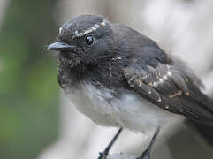 Willie Wagtail