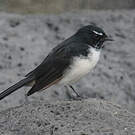 Rhipidure hochequeue