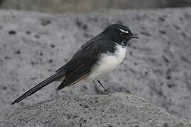 Willie Wagtail