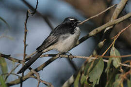 Willie Wagtail