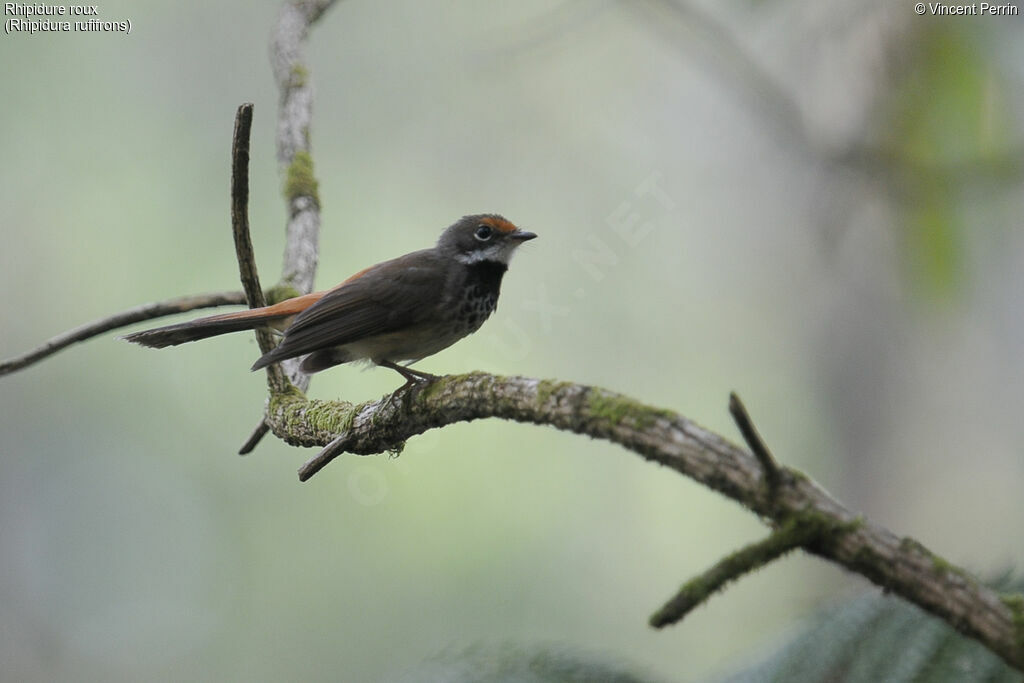 Rufous Fantail