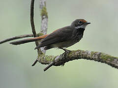 Rufous Fantail