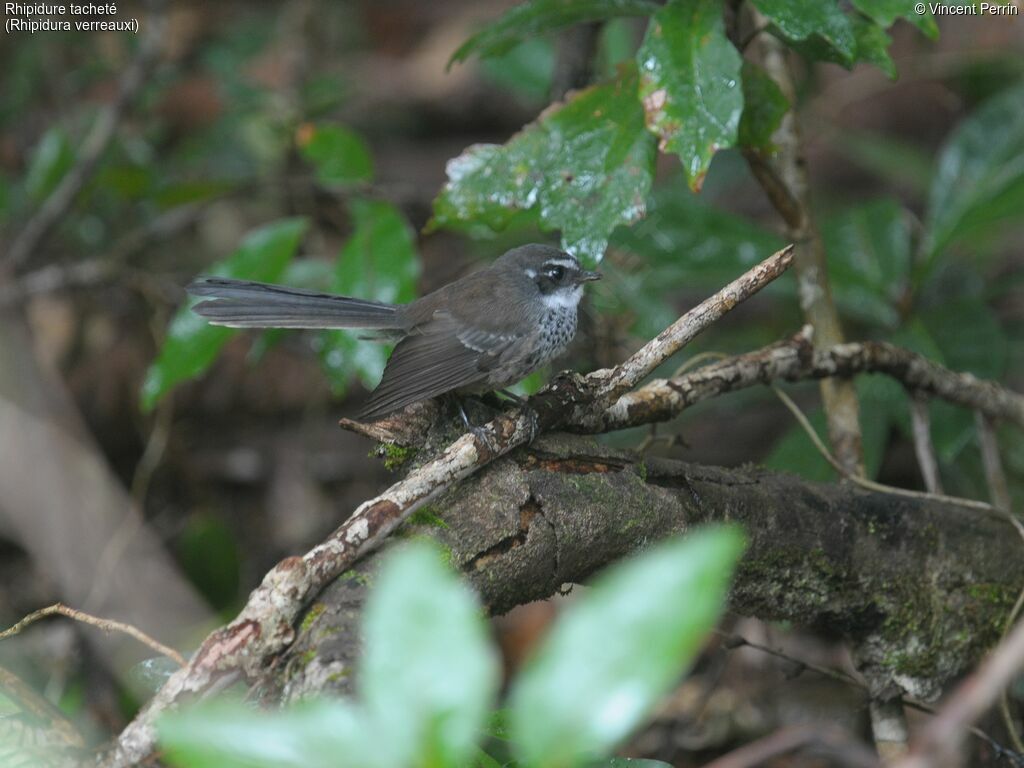 Streaked Fantail