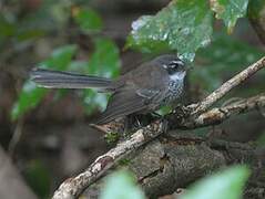 New Caledonian Streaked Fantail