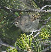 Ruby-crowned Kinglet