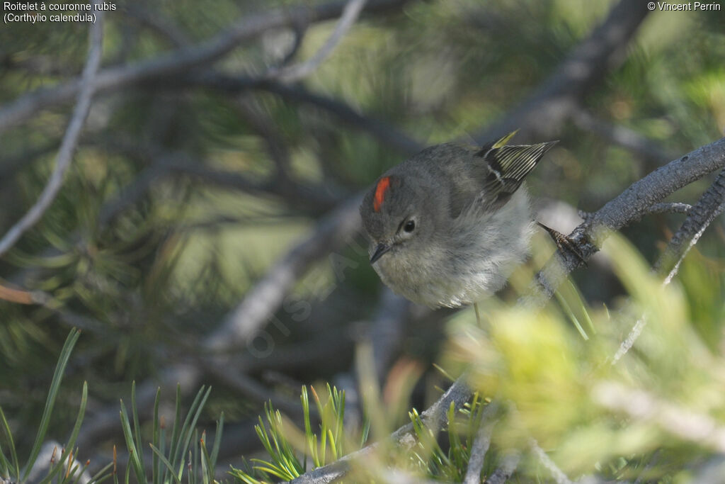 Ruby-crowned Kinglet male adult