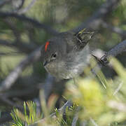 Ruby-crowned Kinglet