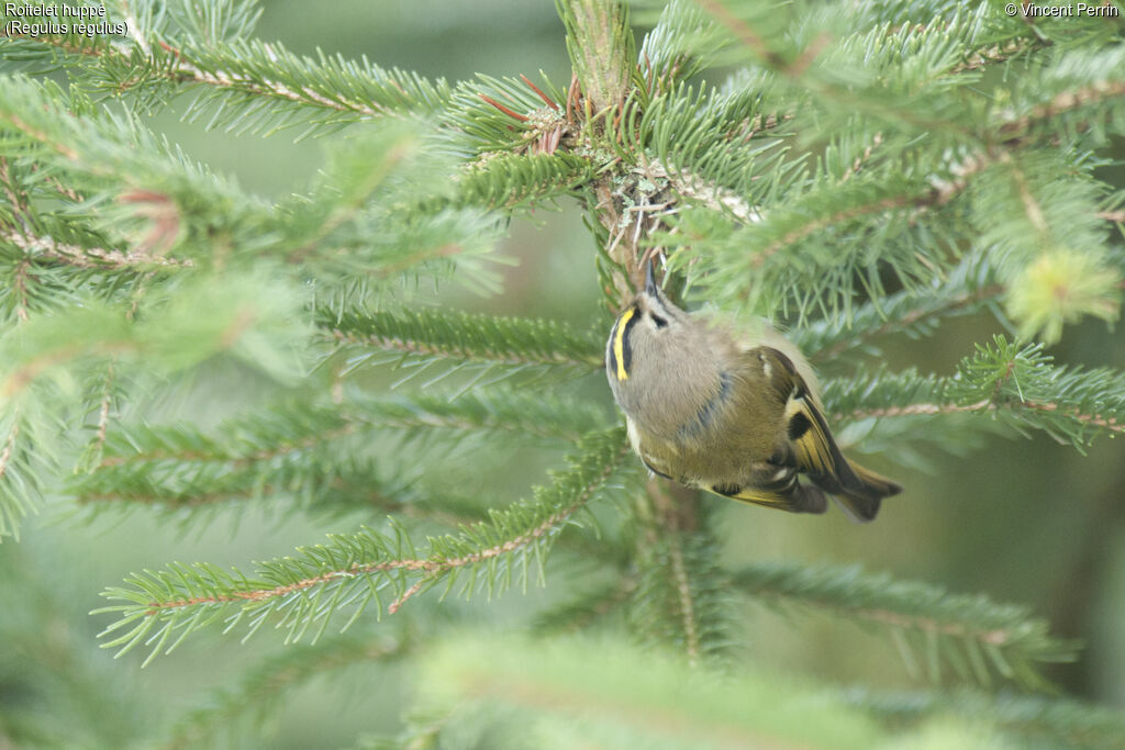 Goldcrest female, eats