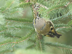 Goldcrest